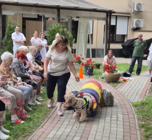 Terápiás kutya ügyességi játékot játszik